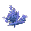 Blue Coral Bush