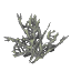 Grey Coral Bush
