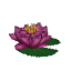 Purple Waterlily