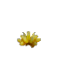 Prototype - Yellow Cactus Flower